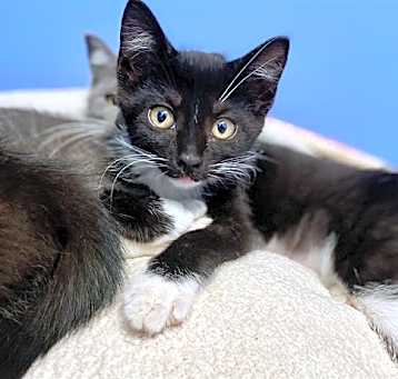 Photo of FELIX