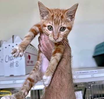 Photo of Mango
