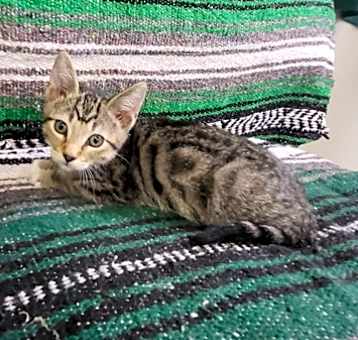 Photo of Kuzco