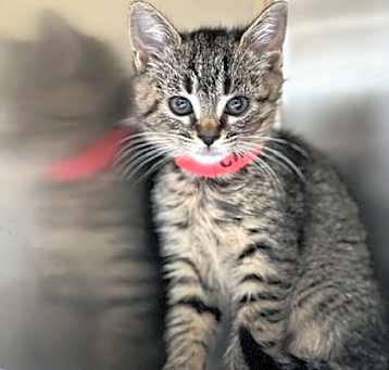 Photo of Cinnamon