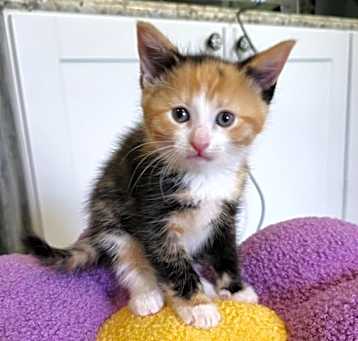 Photo of Hula