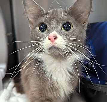 Photo of Bartok