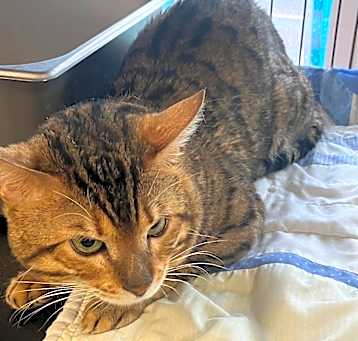 Photo of Squeaker