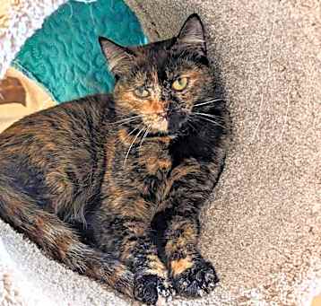 Photo of Zelda