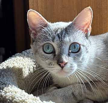 Photo of Saraphina