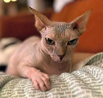 Photo of Tucci
