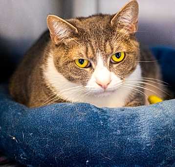 Photo of Mittens