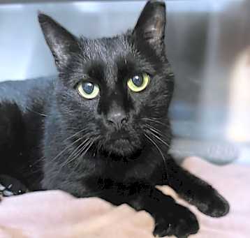 Photo of Binx