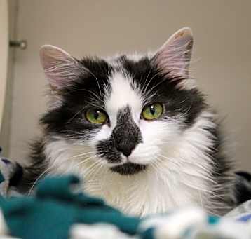 Photo of Nezi