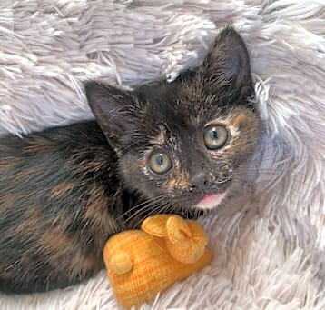 Photo of Amber