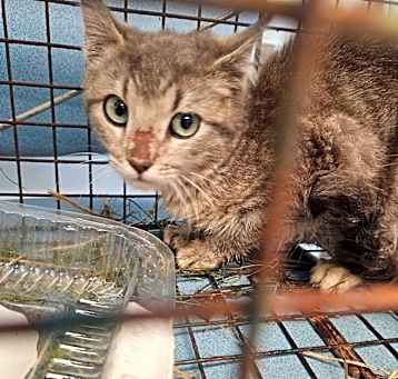 Photo of 5/9/25 Commissary Rd. Stray