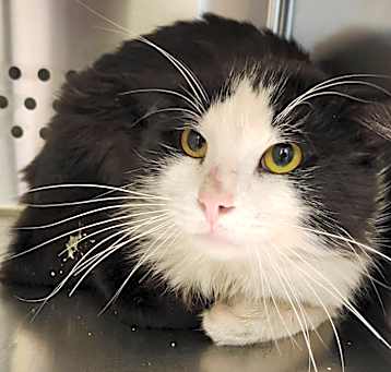 Photo of Purrcival