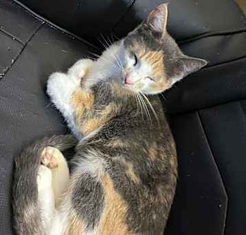 Photo of Whiskey
