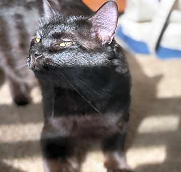 Photo of Sirius