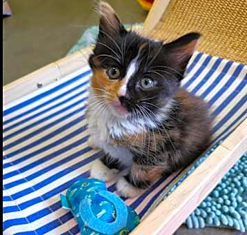Photo of Moana