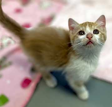 Photo of Burrito