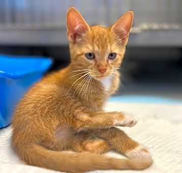 Photo of Enchilada