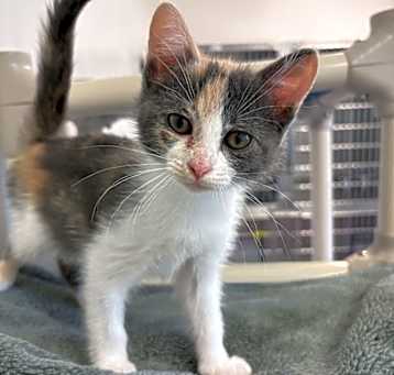 Photo of Queso
