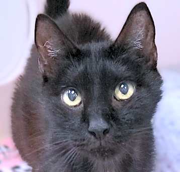 Photo of Peppercorn (in foster)
