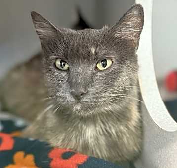 Photo of Strawberry