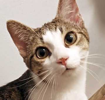 Photo of Nugget