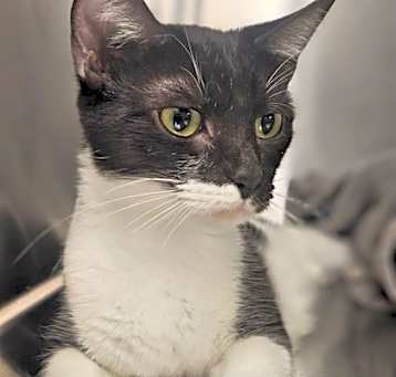 Photo of Thimble