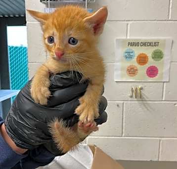 Photo of O'MALLEY