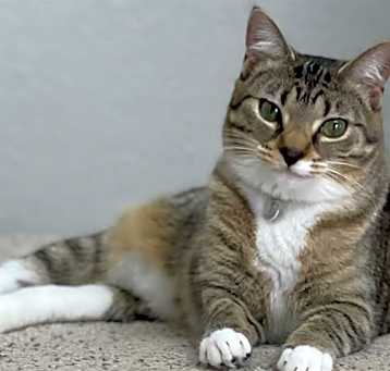 Photo of NELLY