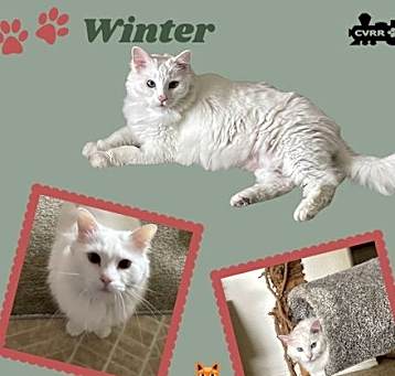 Photo of Winter (Cat)