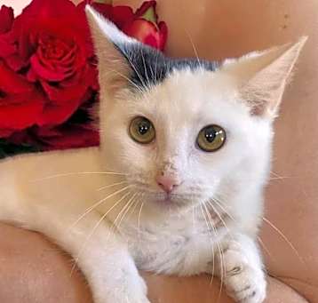 Photo of Kinsey Kitty