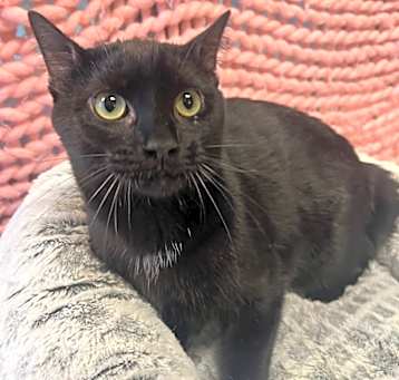 Photo of HUMPHREY