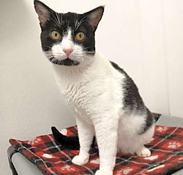 Photo of Whiskers