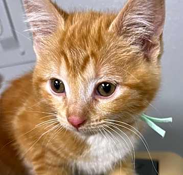 Photo of Saffron
