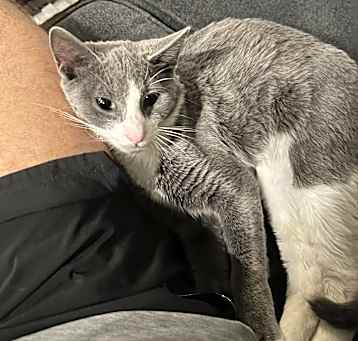 Photo of Cat
