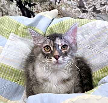 Photo of Marley