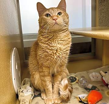 Photo of Pepsi