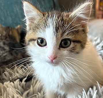 Photo of Padme