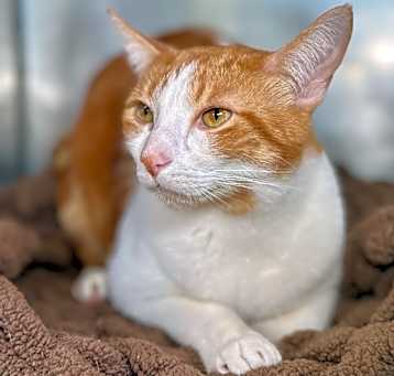 Photo of Cornbread 20