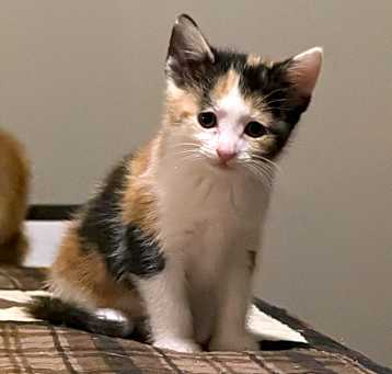 Photo of Clover 