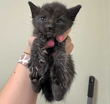 Photo of 5/9/25 Weeksville Rd. Stray 3