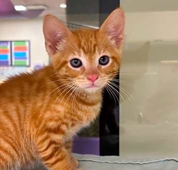 Photo of Cheddar Bob