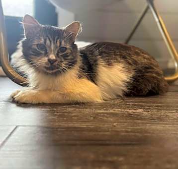 Photo of Rune