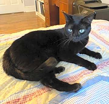 Photo of Raven