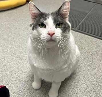Photo of Smokey