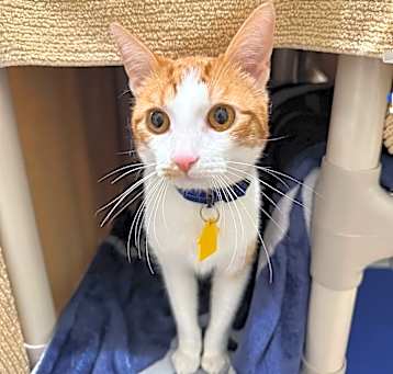 Photo of Gizmo