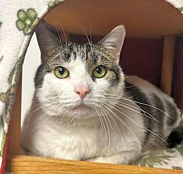 Photo of Loki