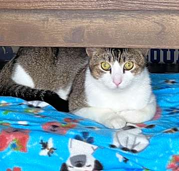 Photo of Baccarat (7968 FELINE)