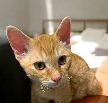 Photo of Curly