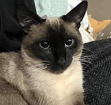 Photo of Chubs