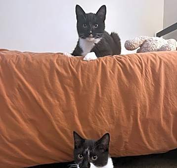 Photo of Mumble and Rumble